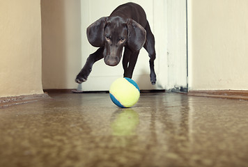 Image showing Dog and ball