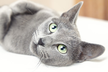 Image showing Russian blue cat