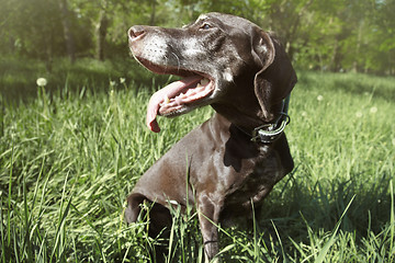 Image showing Dog outdoors