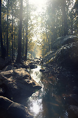 Image showing River in the jungle