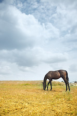 Image showing Horse