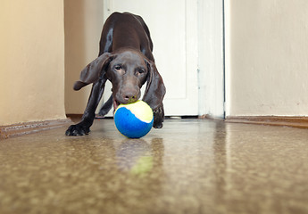 Image showing Dog and ball