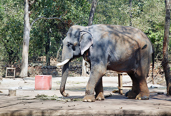 Image showing Indian elephant
