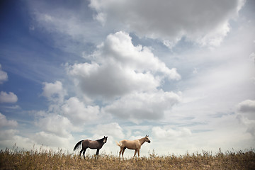 Image showing Horses