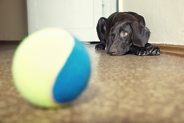 Image showing Dog and ball