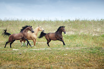 Image showing Freedom