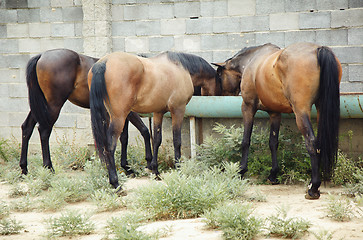 Image showing Drinking