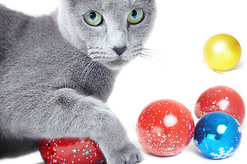 Image showing Christmas cat