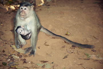 Image showing Monkey with child