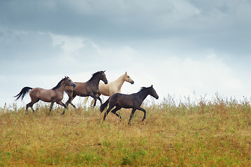 Image showing Four running horses in the steppe