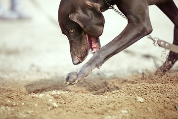 Image showing Dog digging