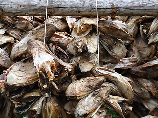 Image showing Drying fish - Norwegian cuisine