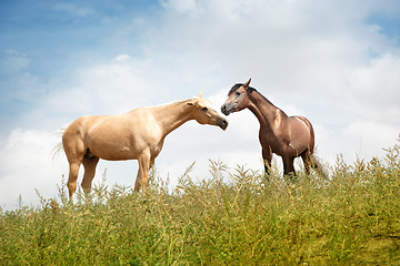 Image showing Love of horse