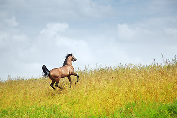 Image showing Running horse