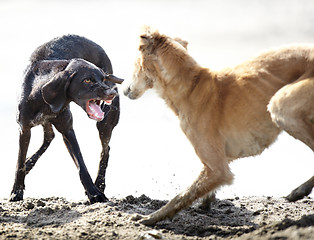 Image showing Dog fight