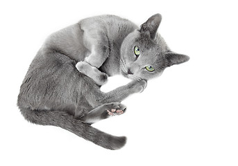 Image showing Russian blue cat