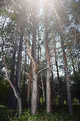 Image showing Pines