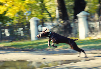 Image showing Jumping dog