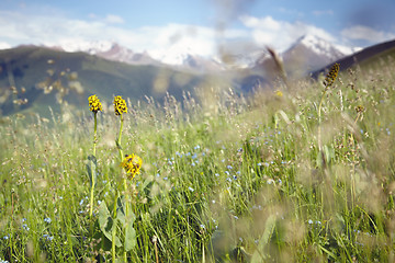 Image showing Alpine meadow and mountains