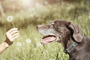 Image showing Dog and dandelion