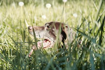 Image showing Dog in the grass