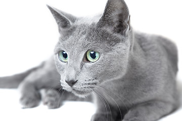 Image showing Russian blue cat