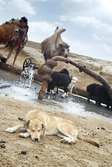 Image showing Shepherd dog