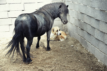 Image showing Pony and dog