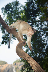 Image showing Monkey