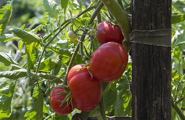 Image showing Tomatoes in the garden