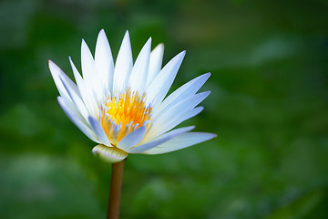 Image showing Blooming lotus on the marshes background