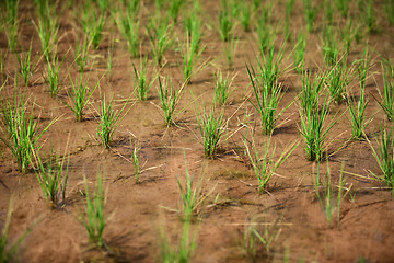 Image showing Growing rice