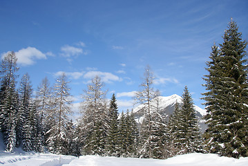 Image showing Alpine mountain treeline