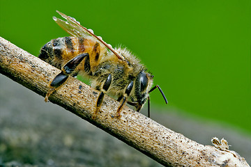 Image showing  bee in a piece of wood