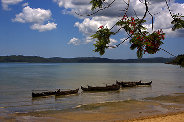 Image showing  branch boat palm lagoon and coastline