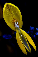 Image showing genista  Fabaceae