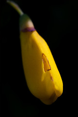 Image showing genista   Cytisus Scoparius