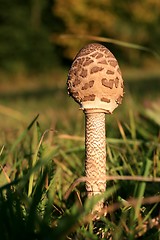 Image showing Parasol mushroom