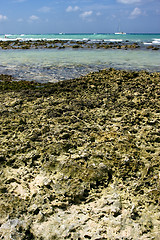 Image showing  rock and stone cabin and palm in  republica dominicana