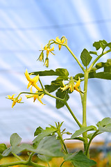Image showing Flowering tomato plant in greenhouses 