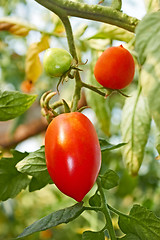 Image showing Red oblong tomatoes in greenhouse