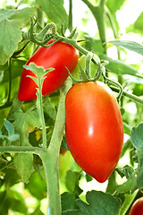 Image showing Red tomatoes in film greenhouse