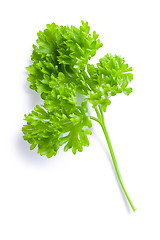 Image showing parsley on white background