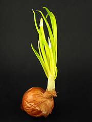 Image showing Onion