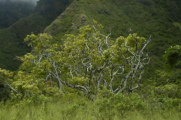 Image showing Tropical Rainforest