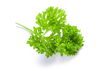 Image showing parsley on white background