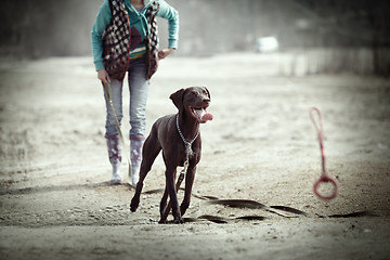 Image showing Dog training