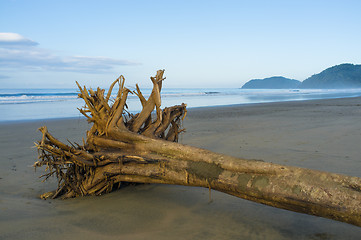 Image showing Flotsam on tropical beach