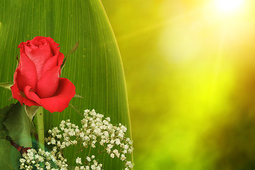 Image showing Bouquet of fresh red roses