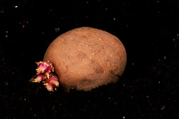 Image showing Potatoes sprouts